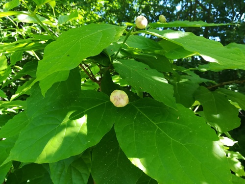 kielichowiec chiński (Calycanthus chinensis (W.C.Cheng & S.Y.Chang)